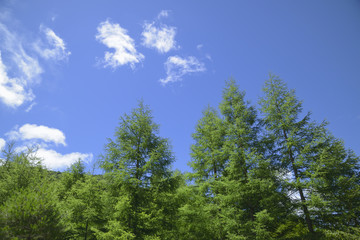 北八ヶ岳の針葉樹