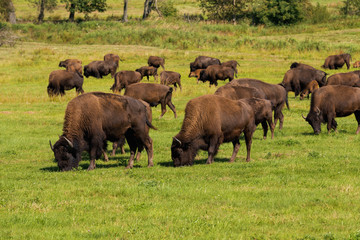 American bison (Bison bison) simply buffalo