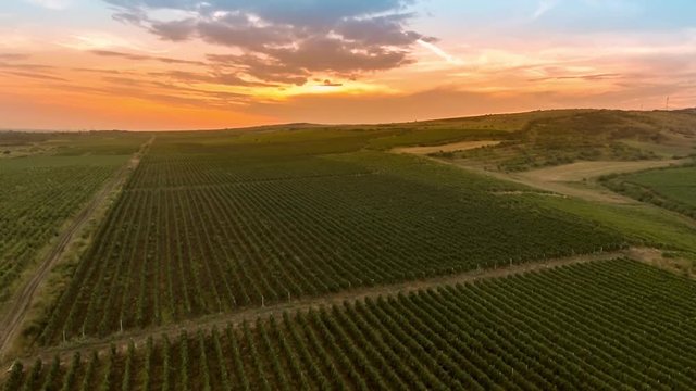 aerial view of  a hillside over rows of vineyards at sunset
