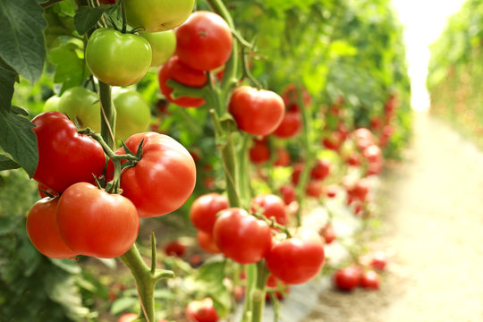 ripe tomatoes on a branch
