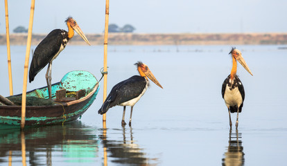 Painted storks in Bangpha Chonburi Thailand