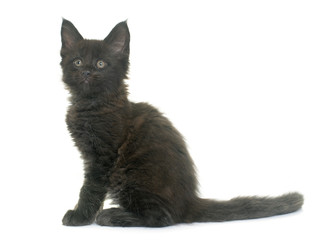 maine coon kitten