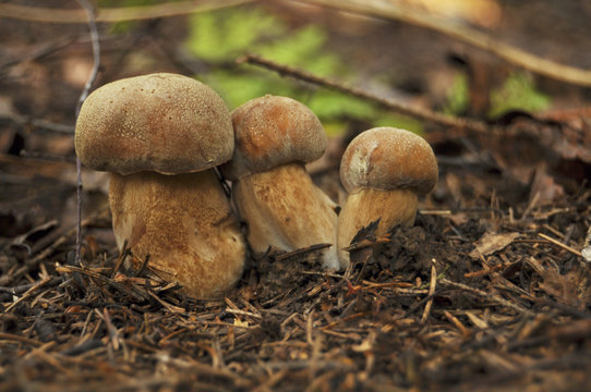 Три маленьких белых гриба растут рядом друг с другом, грибы, лес, семья, природа