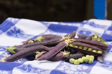 Open marrowfat pea in blue