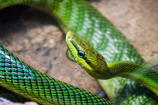 Red tailed Green Rat snake