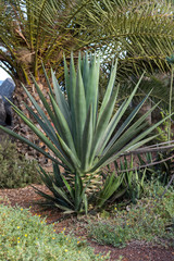 Agave tequilana plant to distill mexican tequila liquor