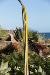 Pachycereus cactus on Fuerteventura, Canary Islands, Spain