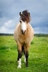 Obraz premium welsh pony