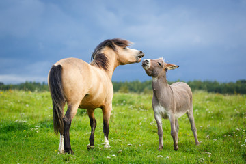 Obraz na płótnie Canvas welsh pony and gray donkey