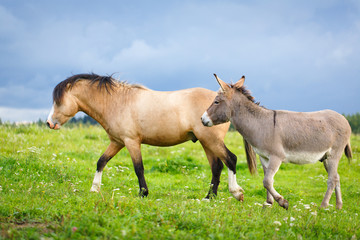 Fototapeta premium welsh pony and gray donkey