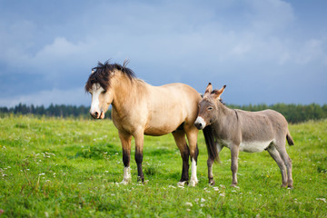 Naklejka na ściany i meble welsh pony and gray donkey