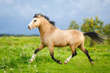 Obraz na płótnie Canvas welsh pony