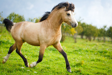 Obraz na płótnie Canvas welsh pony