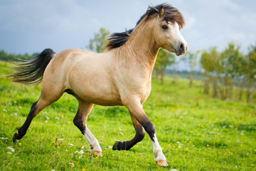 Fototapeta premium welsh pony