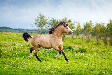 welsh pony