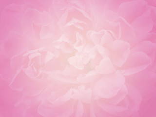 close-up blurred blooming pale pastel pink rose flower, valentine background