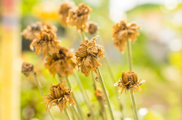 The dry flower withered Brown.