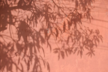 Shadow of leaves on faded red wall