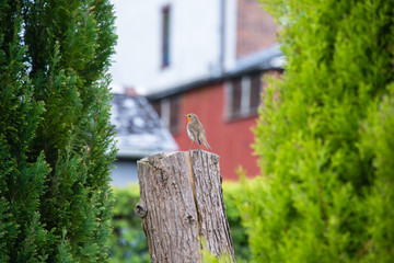 A robin sitting on a tree stump in a garden in the UK