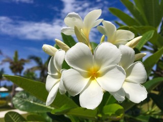 Fototapeta na wymiar Frangipani blooming in resort