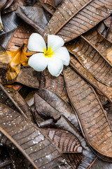 White flower fallen on old brown leaves