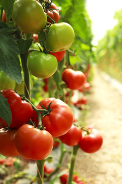 organic tomatoes on a branch