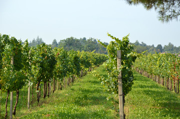 Fototapeta na wymiar Bunches of grapes in a vineyard before harvest