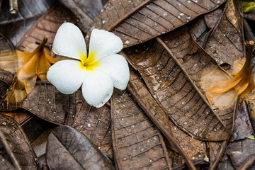 Closeup image of white flower fall on brown leaves