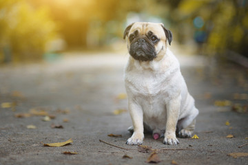 Obraz premium Pug Dog