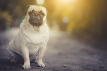 Pug Dog