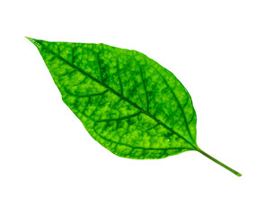 Single green leaf on isolated background