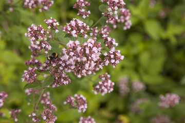 flowering Marjoram plants
