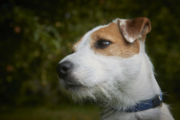 Naklejka na ściany i meble Portrait of Jack Russell Parson Terrier pet dog 