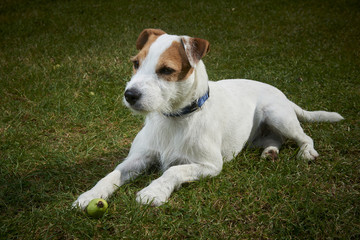 Jack Russell Parson Terrier dog lying on grass lawn

