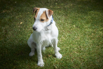 Jack Russell Parson Terrier pet dog sitting on green grass