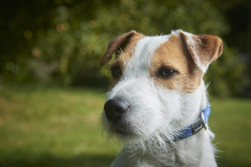 Portrait of Jack Russell Parson Terrier pet dog 
