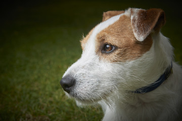 Portrait of Jack Russell Parson Terrier pet dog 