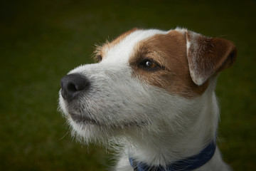 Portrait of Jack Russell Parson Terrier pet dog 