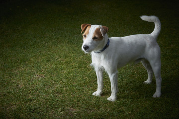 Jack Russell Parson Terrier dog standing on green grass 