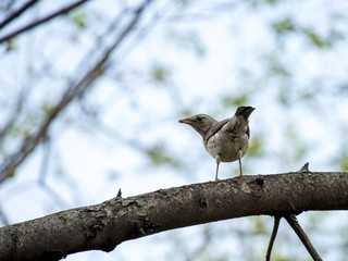 Birds in wildlife. View of beautiful bird which sits on a branch under sunlight landscape. Sunny, amazing, sparrow image.