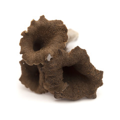 trumpet of the dead edible mushroom