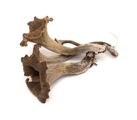 trumpet of the dead edible mushroom