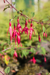 Red fuschia flowers in a bush in a garden in England