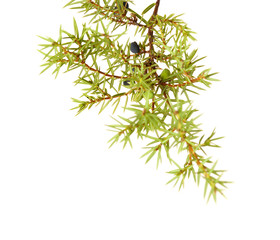 Fototapeta na wymiar common juniper twig with ripe and unripe berries