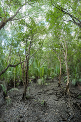 Mangrove forest at Gulf of Thailand Coast
