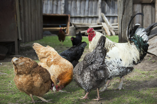 In the summer in the yard with chicken rooster pecking grain. Cl