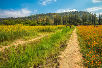 Beautiful yellow flower in outdoors garden sunshine day.