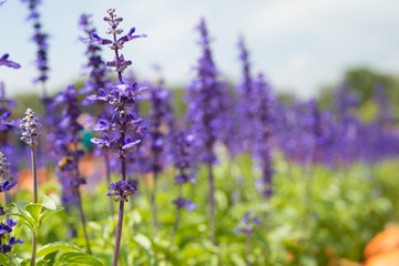 Obraz premium Beautiful lavender flower in outdoors garden sunny day.