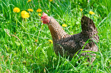 Chicken in the meadow