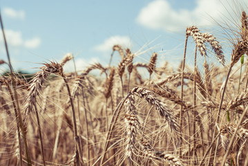 Wheat field